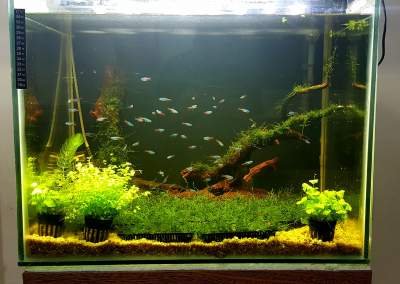 java moss aquarium