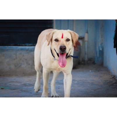 labrador dog in india