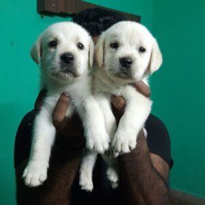 Labrador Puppies For Sale in Chennai 
