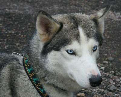 Siberian husky dog with blue eyes