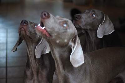 weimaraner dog with blue eyes