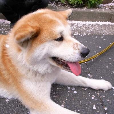 akita inu