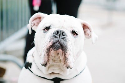 bulldog