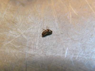 fleas in dogs