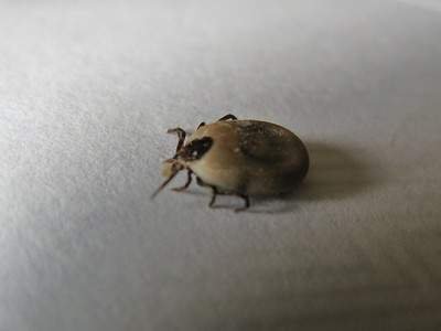ticks in dogs