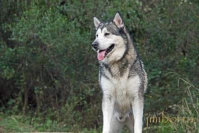 Alaska malamute