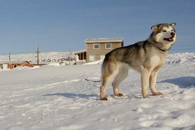 Northern Inuit dog