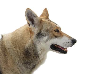  Saarloos Wolfhound