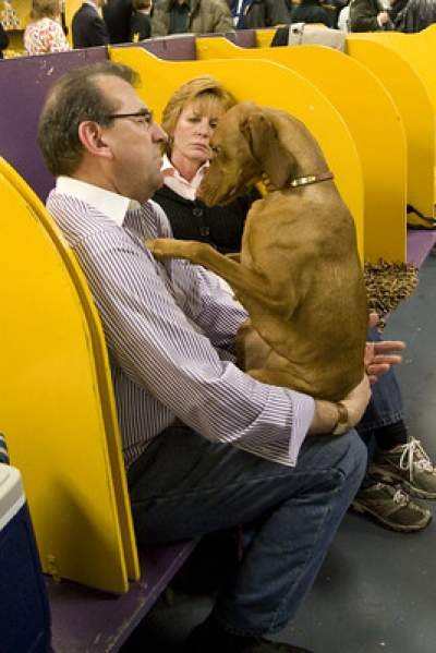 Vizsla