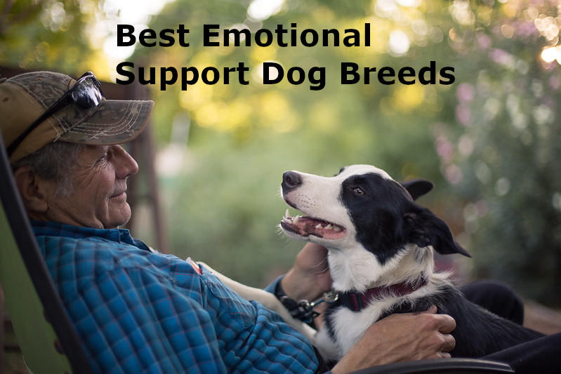 best dog breeds for emotional support