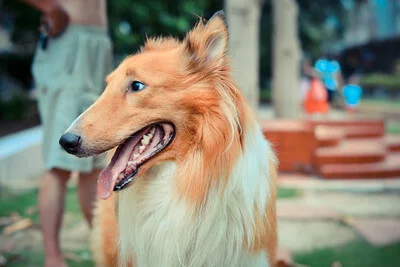 emotional support dog