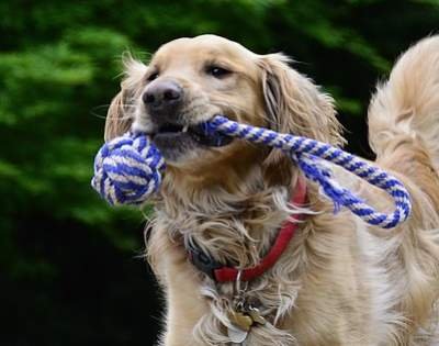 best emotional support dog breeds