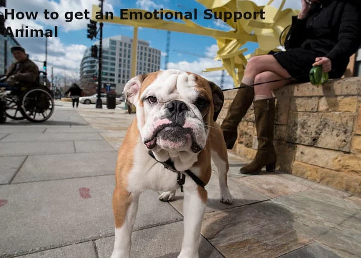 how to get an emotional support animal