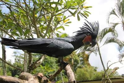 Palm Cockatoo