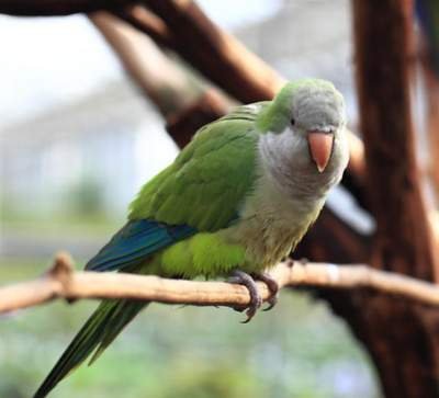 quaker parakeet