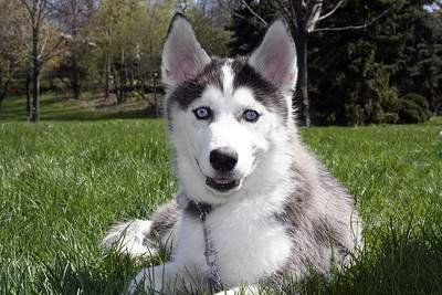 siberian husky