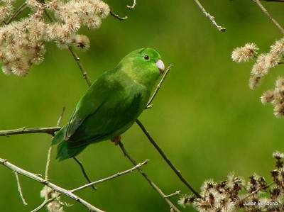 Spectacled Parrolet