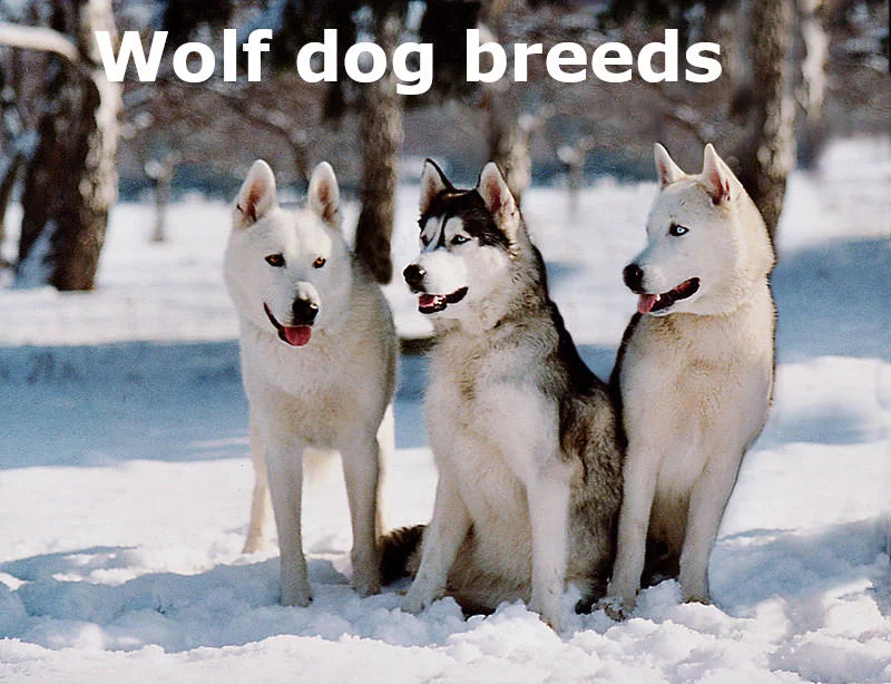 wolf dog breeds