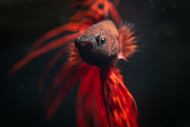 Read more about the article Betta Fish Care, Diet, and Supplies