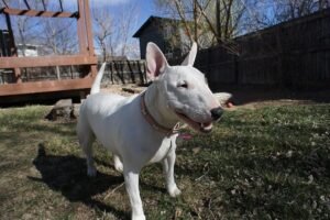 Read more about the article English Bull Terrier Breed Profile
