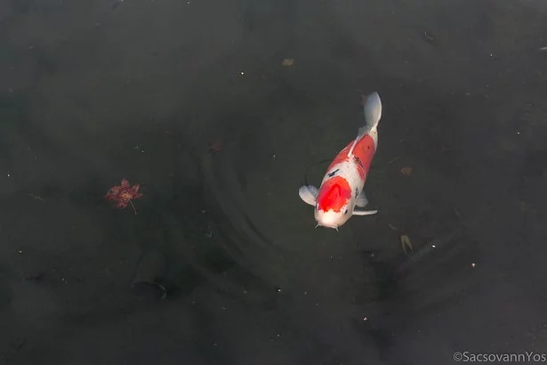Guide to Koi Fish Care