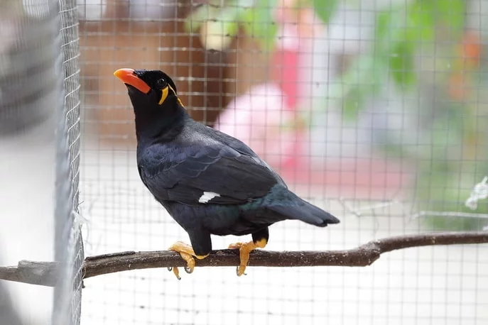 mynah bird