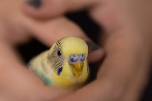 parakeet