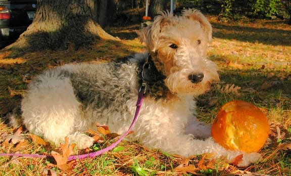 wire haired terrier