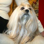 Lhasa Apso