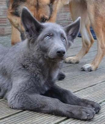 blue bay shepherd