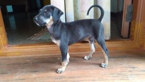 kanni puppies for sale