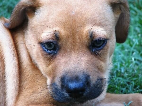 Why is Puppy throwing up undigested food?