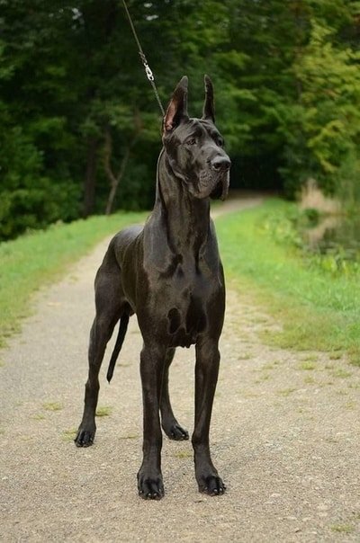 black great dane