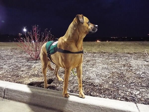 dogs cry at night