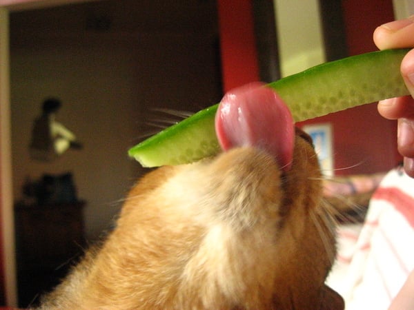 Read more about the article Why Are Cats Scared of Cucumbers