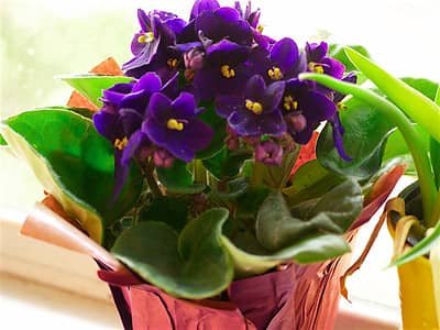 african violet 