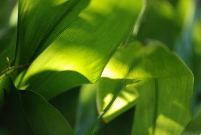 cast iron plant