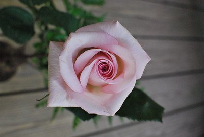 rose plant