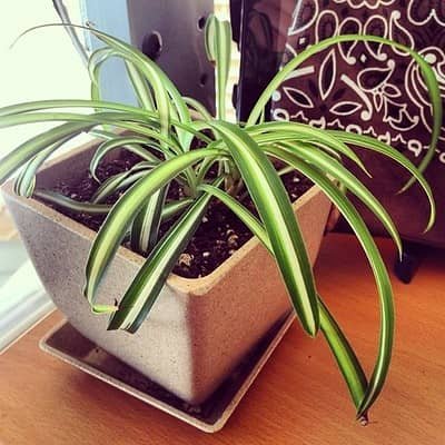 spider plant