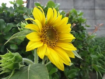 sunflower plant