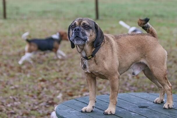 Puggle Dog Breed Information