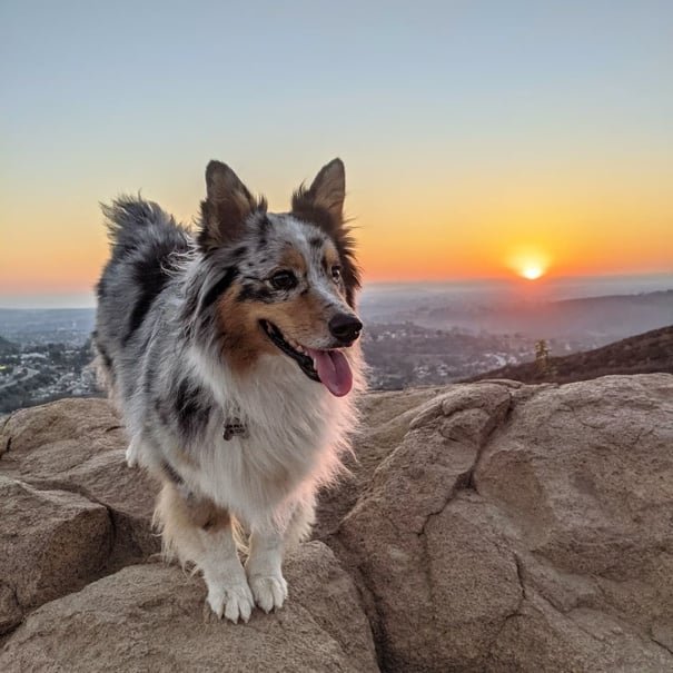 corgi aussie mix dog