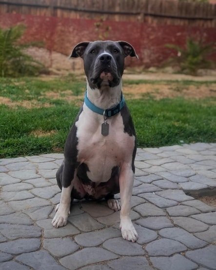 grey pitbull