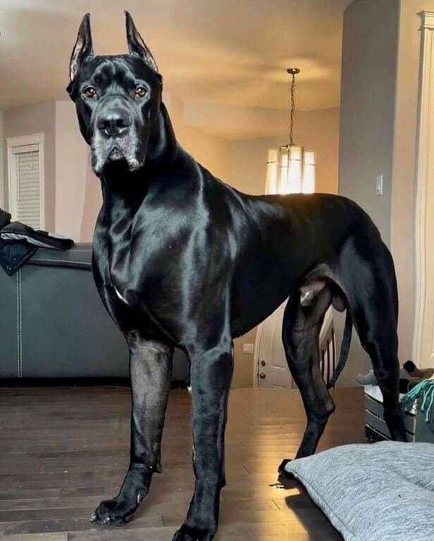 Italian Mastiff Cane Corso Dog Breed Information