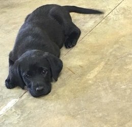 Black Female Lab Puppies For Sale In Bangalore Pet Classifieds Buy Sell And Adopt Pets Petsdirect Black Female Lab Puppies For Sale In Bangalore Pet Classifieds Buy Sell And Adopt Pets Petsdirect
