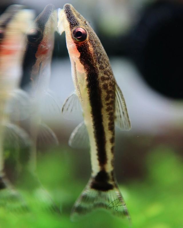 Otocinclus catfish