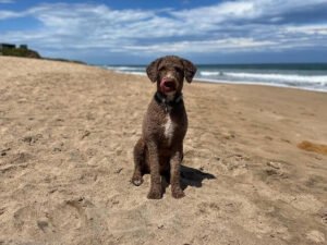 Read more about the article What Makes Bernedoodles an Interesting Pet for Dog Lovers?
