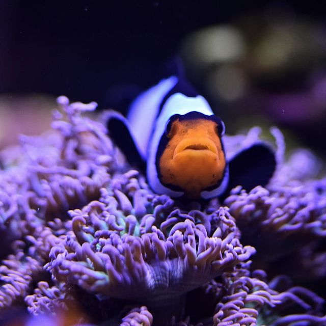black ice clownfish