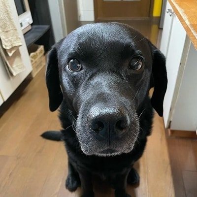 black labrador retriever