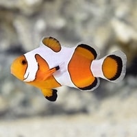 davinci clownfish